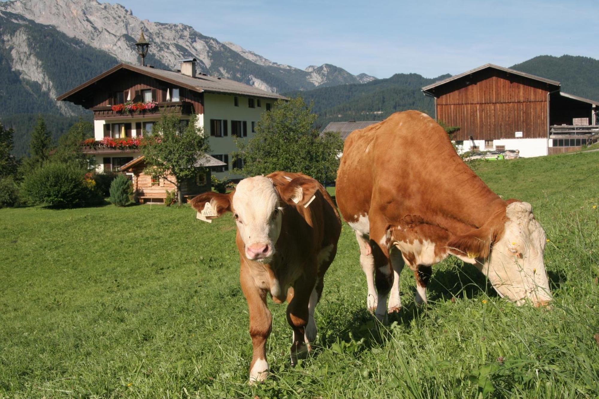 Ferienappartements Schrattengut Abtenau Exteriör bild